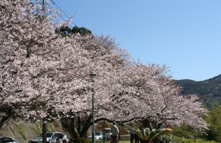 【長崎バス】お花見シーズン中の「和三郎公園」臨時停留所の設置について