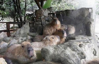 今年も良い湯だな！～長崎バイオパークでカピバラ露天風呂