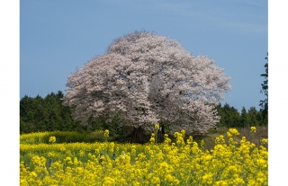 【バスツアー】西九州の隠れ桜めぐり～昼食は伊万里牛のハンバーグ～