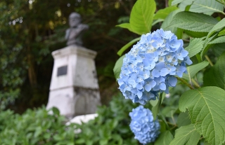 長崎とアジサイ（上）~シーボルト邸跡～
