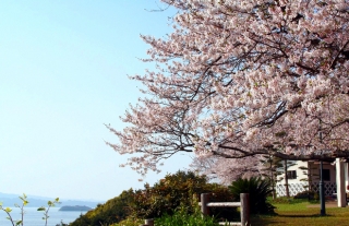 【長崎バス】お花見シーズン中の『和三郎公園』臨時停留所の設置について