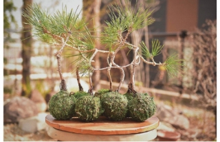 【ココウォーク】オトナCOCO塾「土を使わない松の苔玉作り」