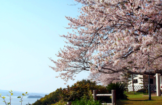 【長崎バス】お花見シーズン中の『和三郎公園』臨時停留所の設置について