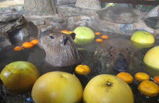 【長崎バイオパーク】カピバラの露天風呂がオープンしています
