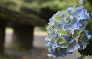  バス停ぶらりナビ11【風頭山】歴史情緒とあじさいに触れる風頭公園
