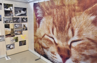 【ねこ！ネコ！猫！】「ながさき町ねこ写真展」がココウォークで開催中！