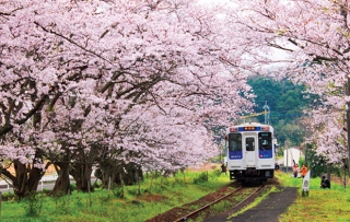 【長崎バス観光】お花見シーズン到来！春のあじさいツアー3月・4月号発売！