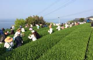 【そのぎ茶】祝！三年連続日本一で記念のお茶まつり