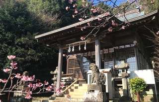 【バス停ぶらりナビ25】★元日桜が満開～西山神社～★