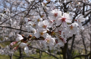今年の長崎の桜は・・・