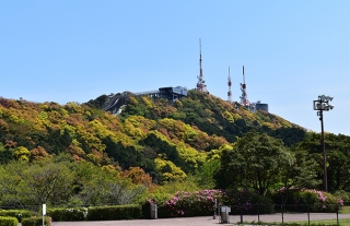 【バス停ぶらりナビ31】稲佐山は桜から新緑へ