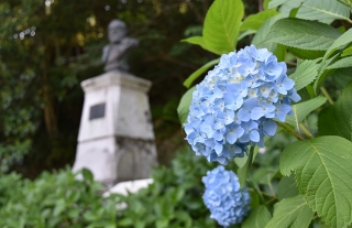 長崎とアジサイ（上）~シーボルト邸跡～