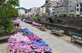 長崎とアジサイ（中）～眼鏡橋～