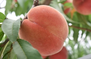 ビワ農家が作る千々の「桃」ことしも大好評！