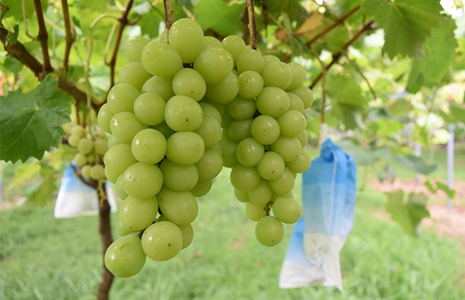 バス停ぶらりナビ20【時津町・溝川】ぶどう狩りを楽しめる「森巨峰園