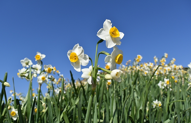 バス停ぶらりナビ24】☆甘い香りに包まれて～のもざき水仙まつり